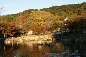 京都・円山公園