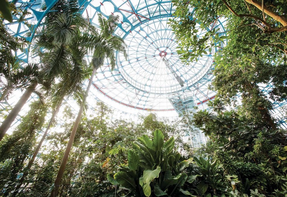 走進科博館植物園玻璃溫室，水幕從屋頂上灑落，營造出熱帶雨林的潮濕環境。
