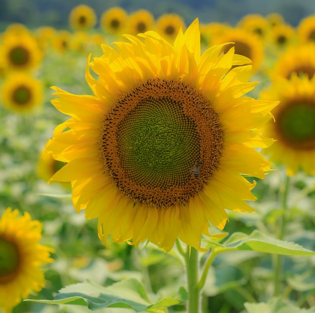 biltmore estate's mile long sunflower patch is now in full bloom