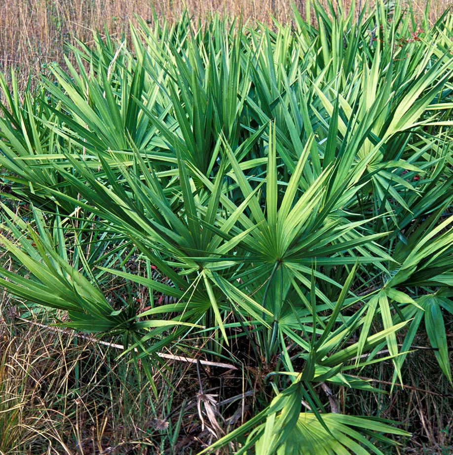 How Saw Palmetto Might Help Your Prostate