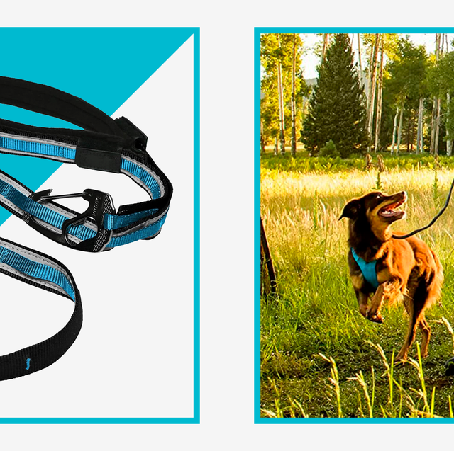 The 10 Best Hands-Free Dog Leashes (+5 Harnesses) for Running in 2023 –  Runner's Athletics