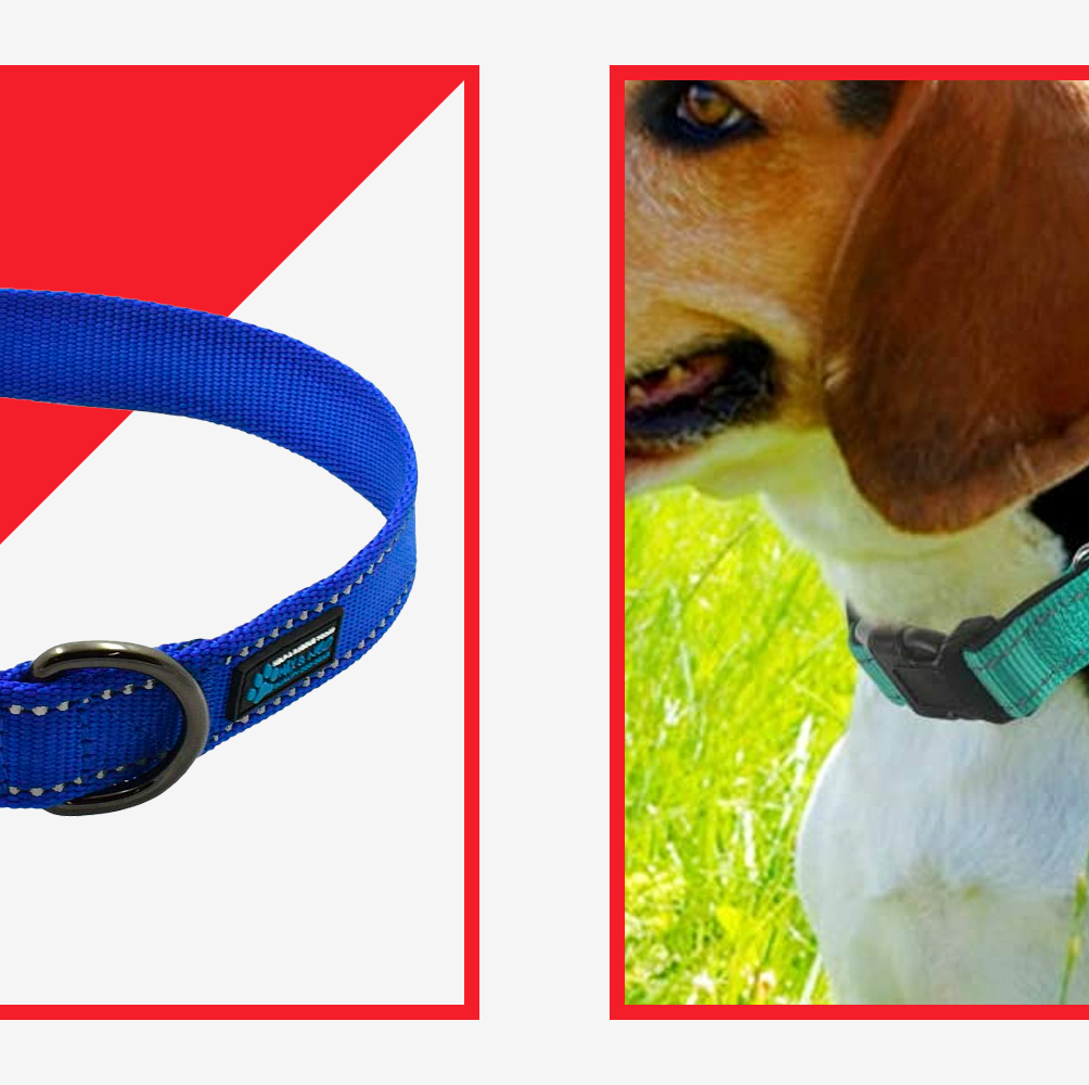 The 8 Best Eco-Friendly Dog Collars of 2023