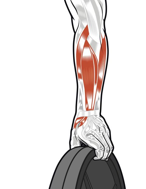 Muscle, Shoulder, Joint, Arm, Leg, Neck, Elbow, Abdomen, Illustration, 