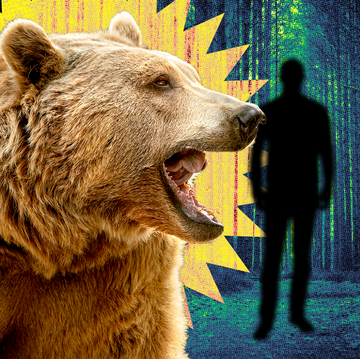 man v bear in the woods question tiktok