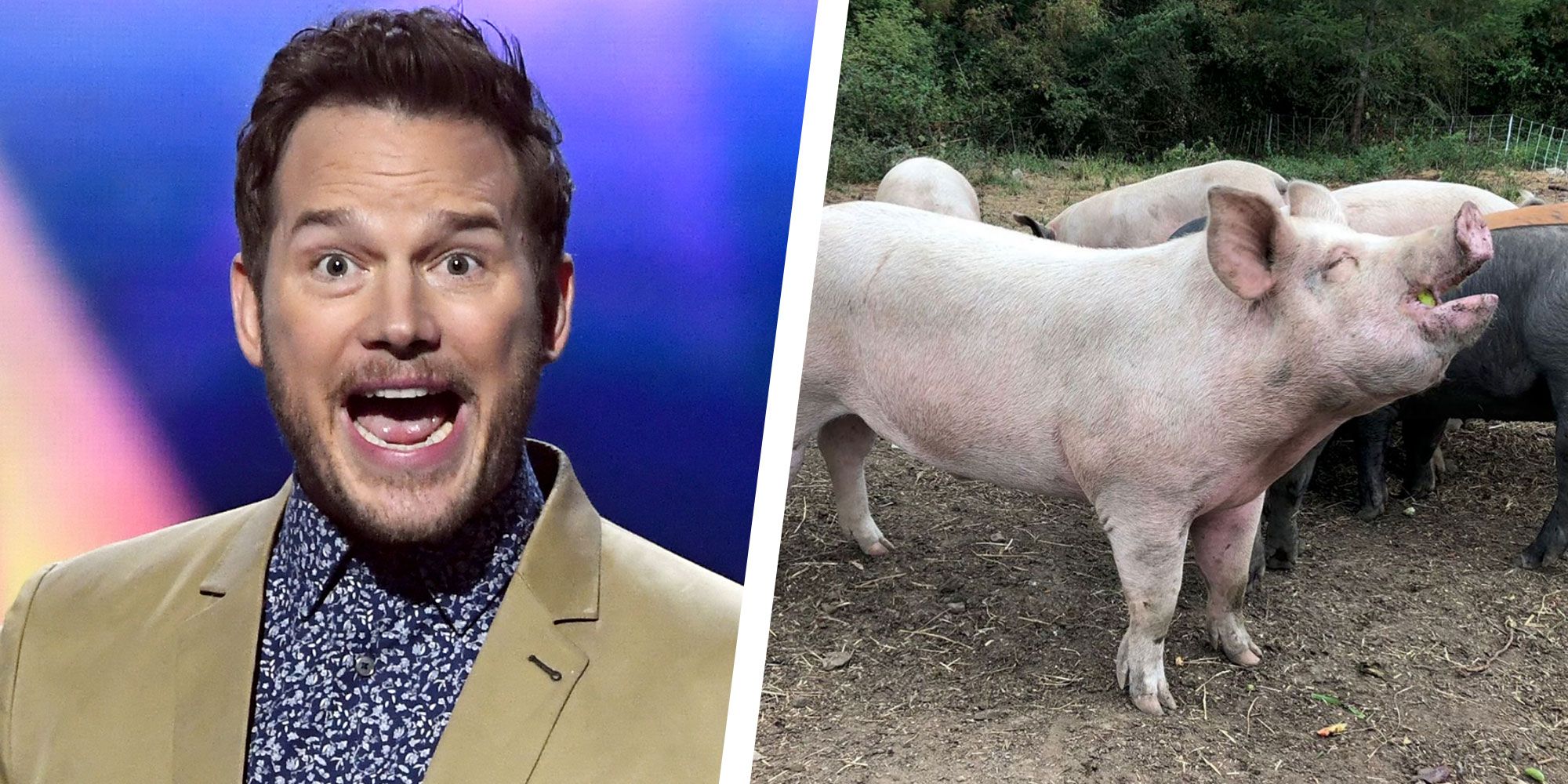 Chris Pratt Wrote Erotica About a Blissful Pig on Instagram