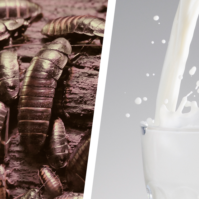 Cockroach Milk is a Superfood