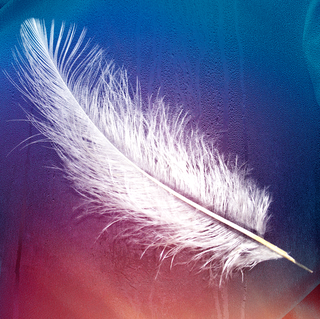 Feather, Fur, Natural material, 