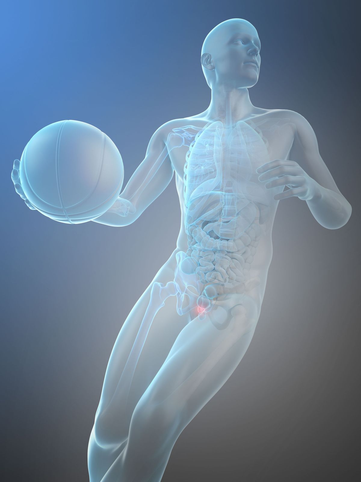 anatomical drawing of man with basketball and highlighted prostate