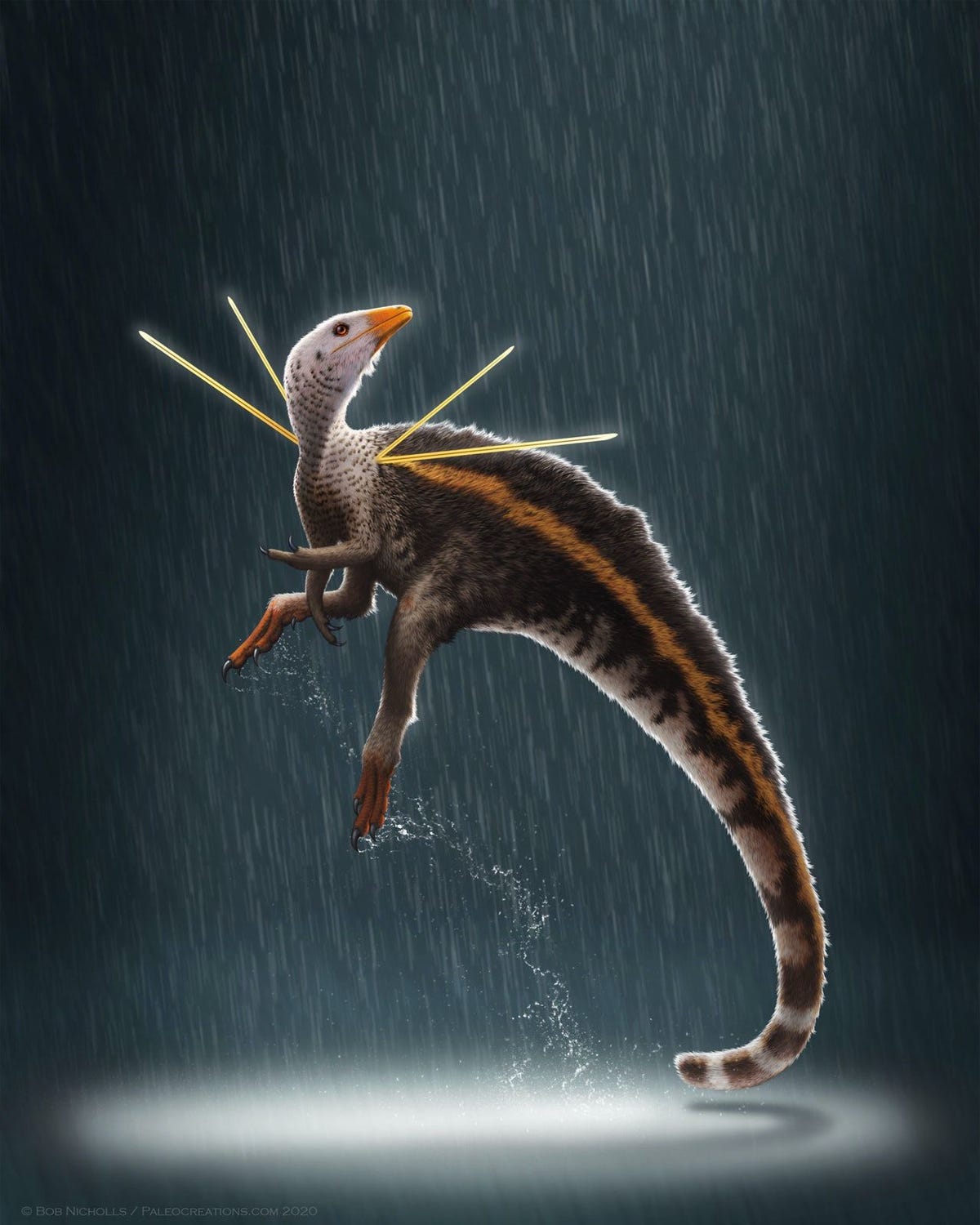Ubirajara jubatusis de eerste nietvliegende dinosaurir met ongebruikelijk opvallende schouderveren die tot dusver is gevonden Het fossiel heeft geleid tot een controverse rond de vraag of de uitvoer ervan in 1995 wel legaal is geweest