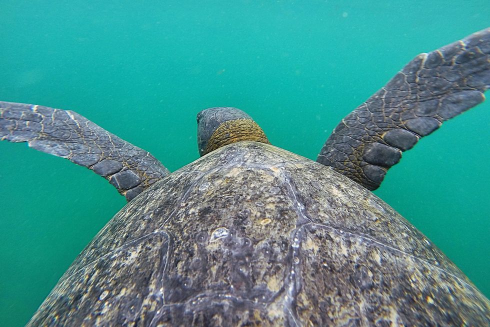 Green sea turtle, Sea turtle, Water, Turtle, Loggerhead sea turtle, Common snapping turtle, Tortoise, Underwater, Sky, Sea, 