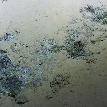 Tijdens de 2012 DEEPSEA CHALLENGEexpeditie naar de Marianentrog werden vezelachtige structuren ontdekt waarvan men vermoedt dat het een bacteriologische levensgemeenschap is De structuren bevonden zich op een dagzomende aardlaag in de Sirena Deep iets minder dan 11000 meter beneden zeeniveau