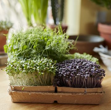 microgreens growing in tray on wooden surface at home