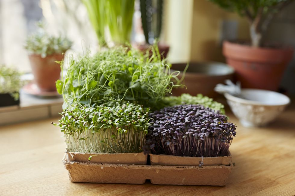 microgreens growing in tray on wooden surface at home