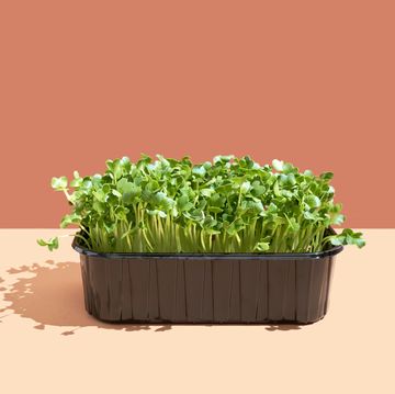 microgreens of radishes in black plastic pot on beige natural background growing greens at home