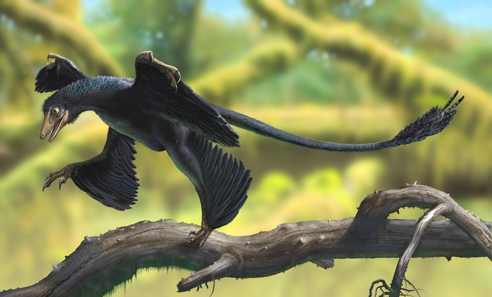 a microraptor perched on a tree branch