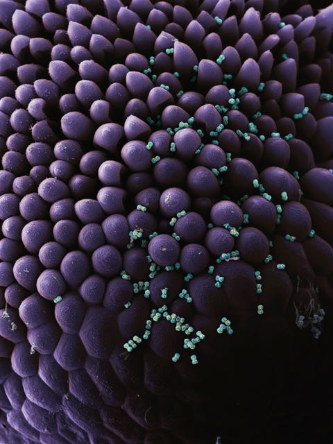 Pollen zitten vast op de helmknop van een vergeetmijnietje Helmknopjes zijn de pollenrijke kussentjes aan het uiteinde van de meeldraden de mannelijke geslachtsorganen van een bloem