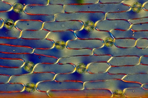 Huidmondjes of stomata zijn porin die planten gebruiken voor het uitwisselen van gassen Hier zijn ze in de opperhuid van het blad van een lelietjevandalen Convallaria majalis te zien Elke porie wordt geflankeerd door twee sluitcellen die zich openen en sluiten door het opnemen of uitscheiden van water