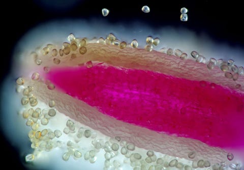 Pollen verzamelen zich op de helmknop van een leverbloempje Hepatica sp