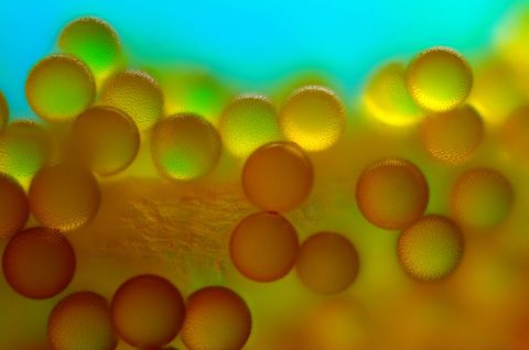 Deze fascinerende bolvormen zijn pollen van de krokus een geslacht van bedektzadigen uit de lissenfamilie