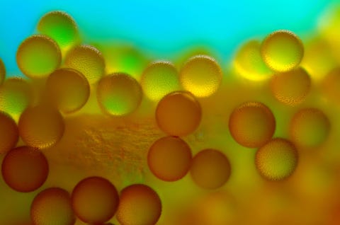 Deze fascinerende bolvormen zijn pollen van de krokus een geslacht van bedektzadigen uit de lissenfamilie