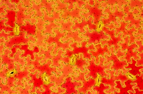 De opperhuid van het blad van een leverbloempje Hepatica sp is bedekt met huidmondjes of stomata Omdat huidmondjes gassen in het plantenweefsel toelaten is hun aantal gerelateerd aan de hoeveelheid CO2 in de atmosfeer Als er meer CO2 beschikbaar is heeft de plant minder huidmondjes nodig om genoeg van het gas op te nemen en andersom Aan de hand van deze relatie hebben wetenschappers fossiele bladeren onderzocht en het niveau aan CO2 in de atmosfeer gedurende de afgelopen driehonderd miljoen jaar kunnen reconstrueren