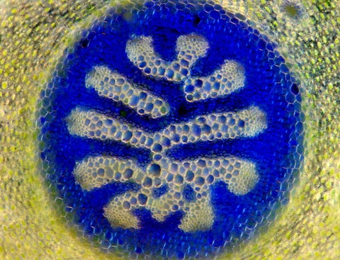 Verschillende soorten mossen vertonen zeer uiteenlopende interne structuren De meeste mossen hebben geen vaatweefsel maar mossoorten van het geslacht Lycopodium op de foto hebben een uitgebreid intern vaatstelsel waardoor ze hoger en groter kunnen worden