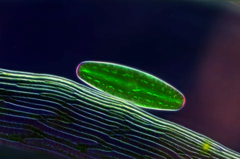 Glinsterend in gepolariseerd licht zweeft een eencellige Netriumalg naast een blaadje veenmos