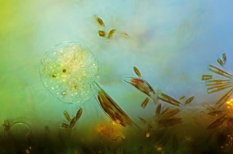 Het is n groot feest in een perifyton een verzameling bacterin algen en andere kleine organismen die op afzettingen in zee aankoekt Tot de vele bewoners van een perifyton behoren vaak ook zonnediertjes links en fotosynthetische diatomen rechts
