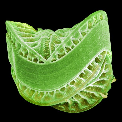 Een buitenaards object Futuristische keramiek Deze ingewikkelde structuur is in feite het siliciumskeletje van een diatoom een type fotosynthetisch plankton Hoewel diatomen minuscuul zijn zorgen ze gezamenlijk voor ongeveer een vijfde van alle fotosynthese op aarde waardoor ze de voedselketen op aarde in stand houden en ons reusachtige hoeveelheden zuurstof leveren