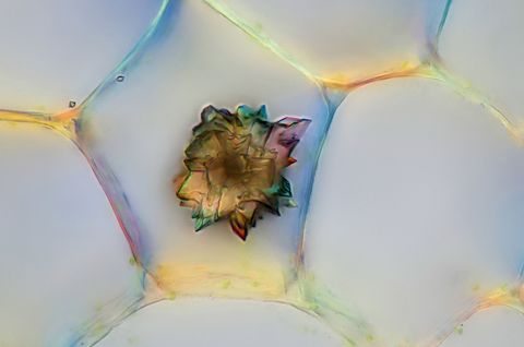 Ruim 215 plantenfamilies maken kristallen van calciumoxalaat aan Sommige van deze kristallen zoals dit exemplaar in een spinazieblaadje Spinacia oleracea nemen de vorm van doornige bolletjes genaamd drusen aan en helpen de plant bij de verdediging door planteneters te irriteren