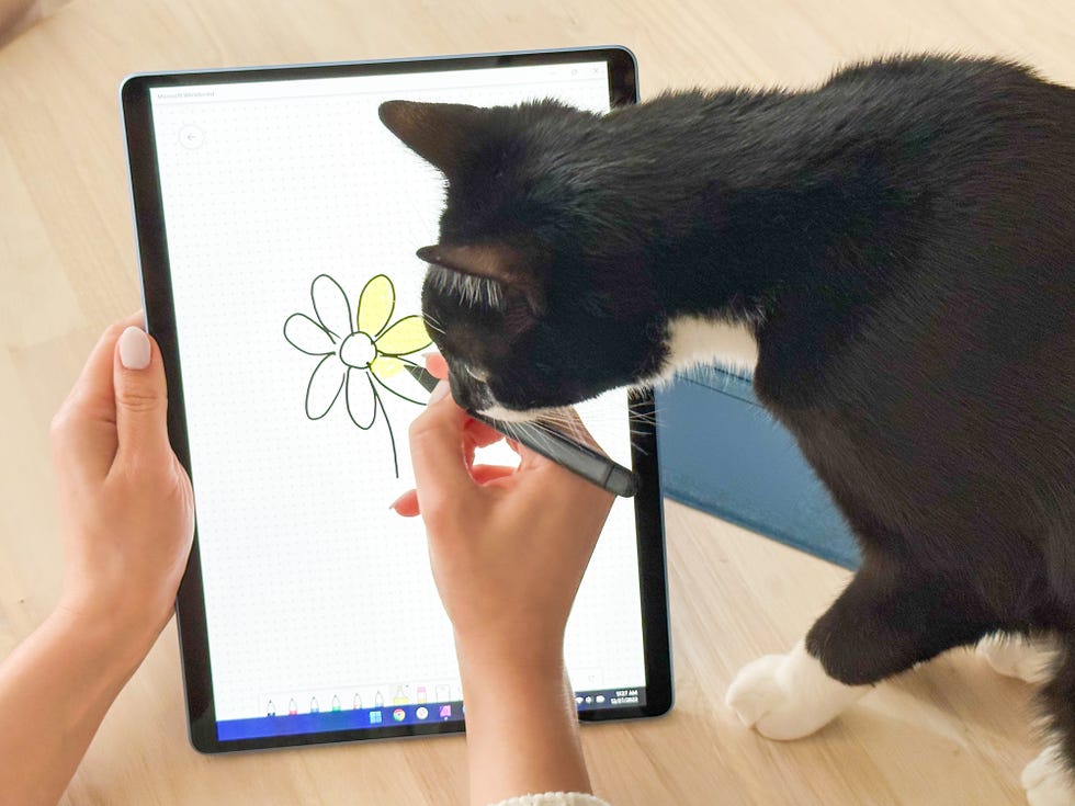 cat watching drawing on the microsoft surface pro 9