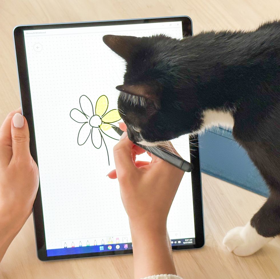 cat watching drawing on the microsoft surface pro 9