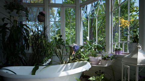 preview for How To Choose Plants for Your Bathroom
