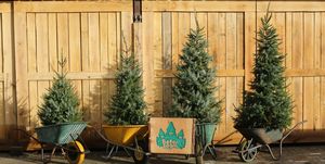 beter boompje voor een duurzame kerst