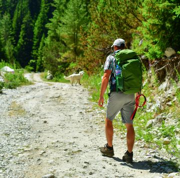 mid adult man walking on a dirt road with dog in the forest