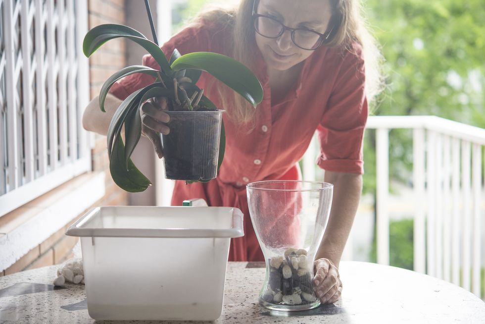 mid adult woman planting orchid plant in pot on table