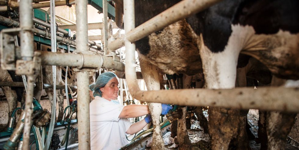 mid adult woman working in a dairy farm