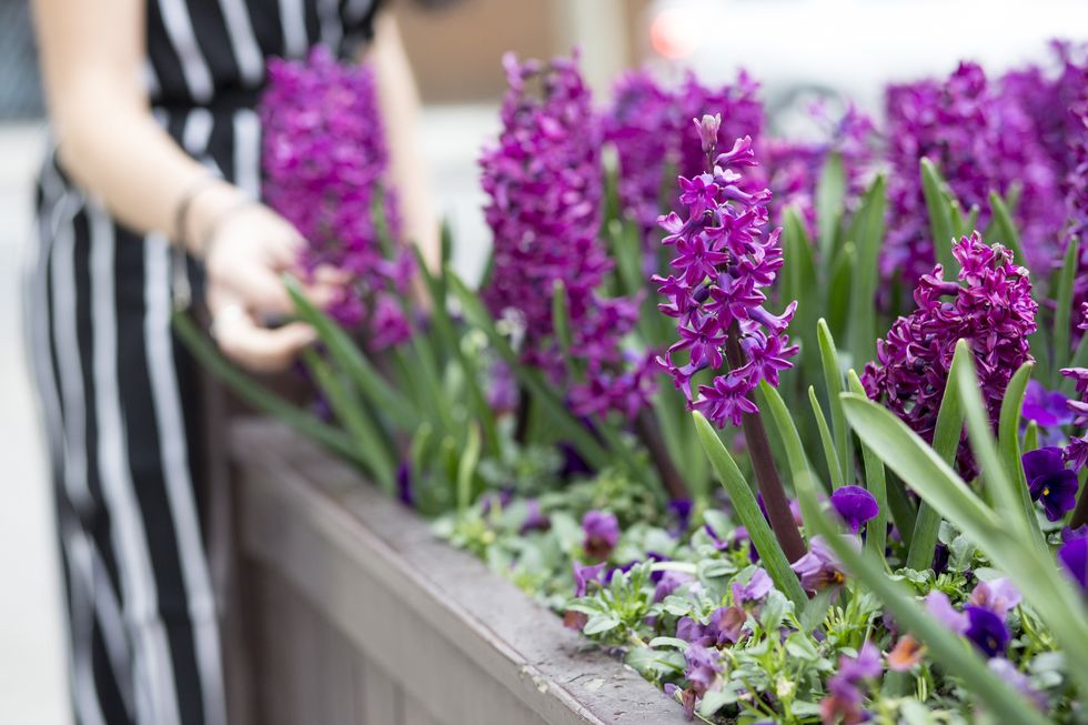 mid section of young womans hand touching purple hyacinth in planter