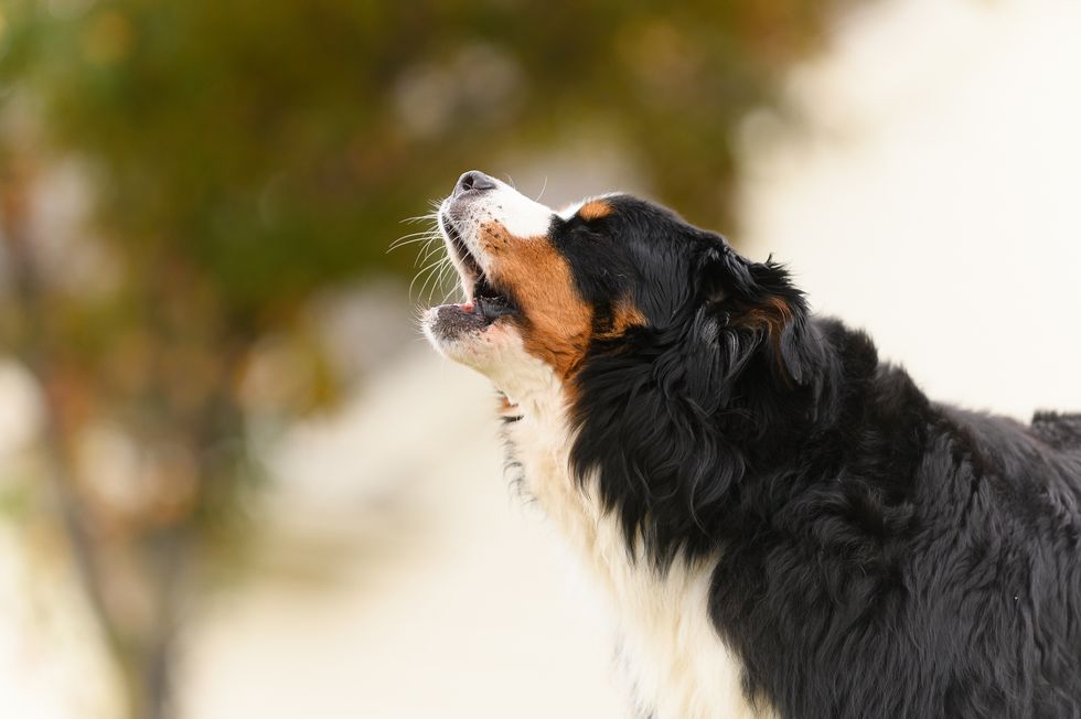 middle aged bernese mountain dog barks outdoors in a close up shot
