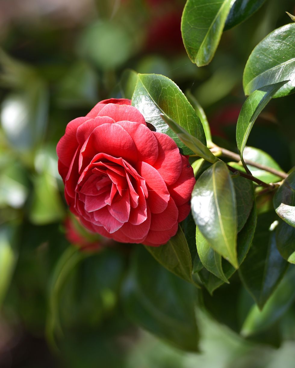 middlemist's red camellia flower