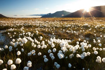 norway, svalbard, midnight sun lights meadow of white cottongrass eriophorum scheuczeri in mountain valley north of longyearbyen photograph by paul souders