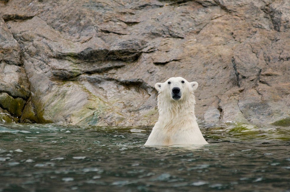 De middernachtzon zorgt voor vele uren daglicht en is een goede gelegenheid om op Spitsbergen een van de spannendste ontmoetingen in het wild mee te maken het spotten van een ijsbeer