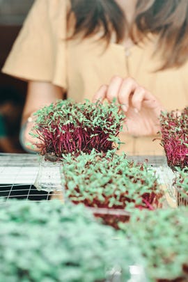 how to grow your own microgreens, explained midsection of woman holding plants on table