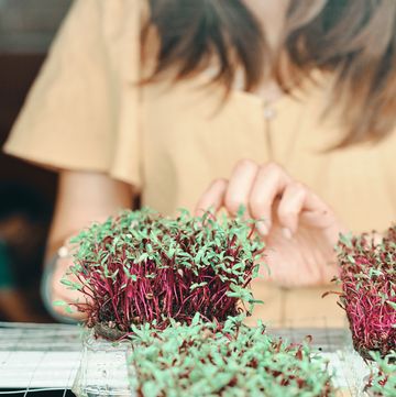 how to grow your own microgreens, explained midsection of woman holding plants on table