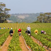 migrant workers, strawberry field, california