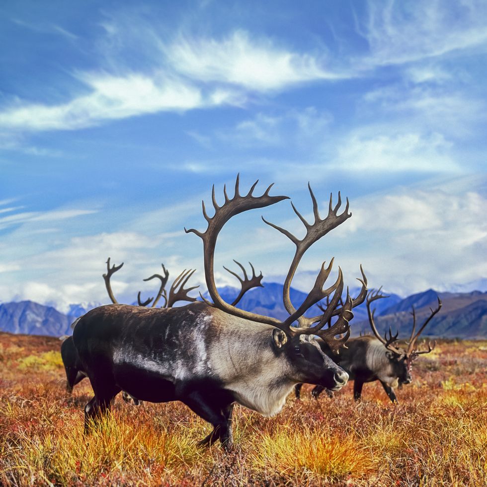 migrating bull caribou in autumn tundra