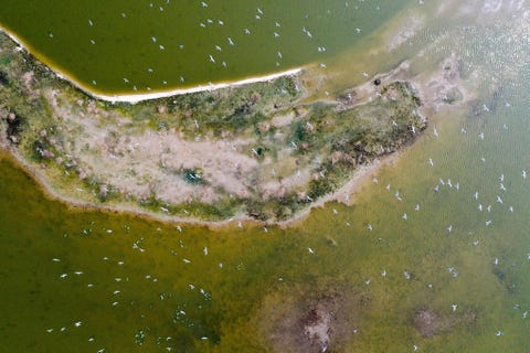 Migratory Bird Sanctuaries, China TREKVOGELRESERVATEN CHINAGelegen aan de Golf van Bohai in de Gele Zee bestaat dit grootste waddenstelsel ter wereld uit uitgestrekte ondiepe kustwateren die rijk zijn aan voedingsstoffen en vis Het droogvallende land wordt door enorme aantallen vogels als de Chinese kraanvogel de witnekkraanvogel de Heudesdiksnavelmees en de lepelbekstrandloper gebruikt om er te nesten ruien en uit te rusten