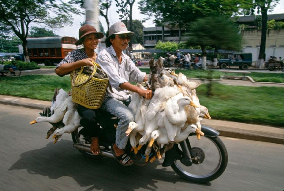 Hoeders brengen hun eenden naar de markt in Saigon In Vietnam wordt nagenoeg alles per scooter vervoerd ca 1990