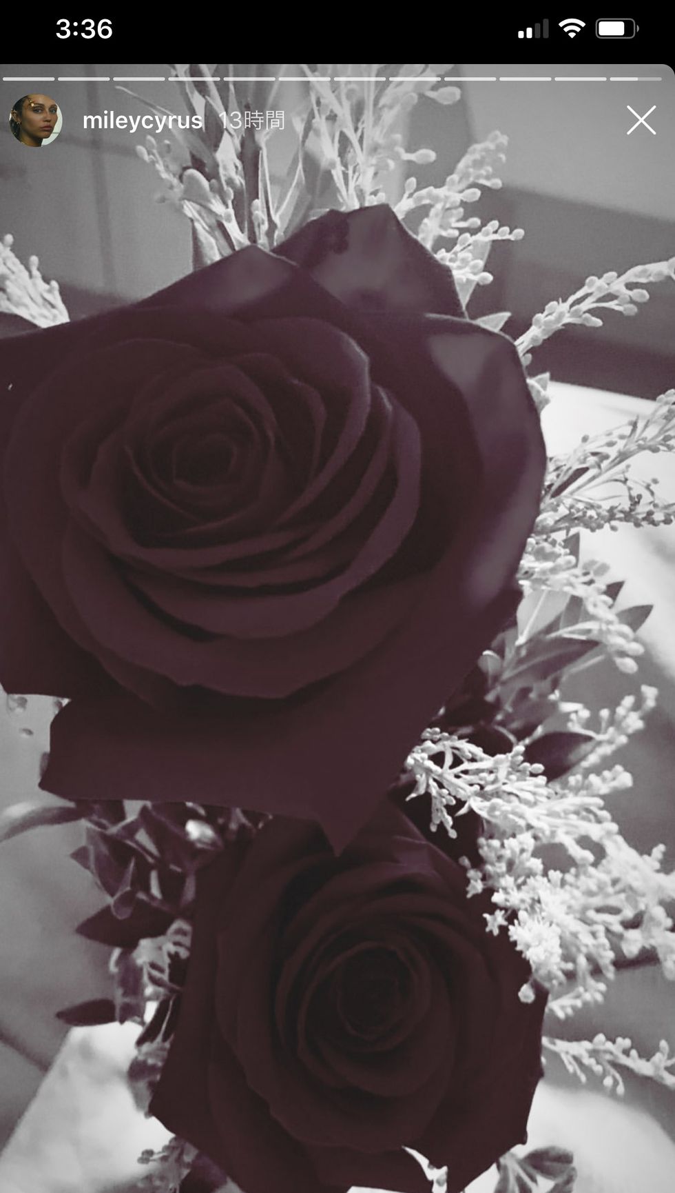 Black, White, Garden roses, Rose, Flower, Rose family, Black-and-white, Monochrome photography, Still life photography, Pink, 