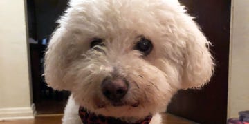 milo, david l ulin